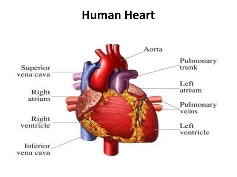 Human Heart Images Free Download Clip Art Free Clip Art On
