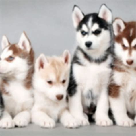 We list 12 breeders located in arizona. Alaskan Puppies Gallery (29 Available)
