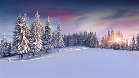 Snow Pine Trees Sunrise Wallpapers Hd Desktop And
