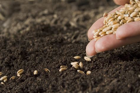 Seed Production Main Goal Facing Countrys Agricultural Sector