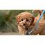 Cavapoochon Dog Breed Facts And Information  Pet Haver