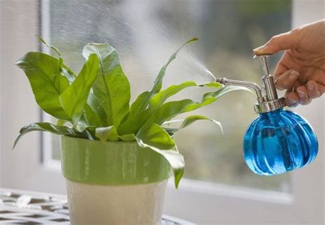 How To Keep Your Houseplants Healthy Ambience Plants