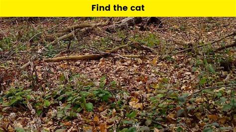 Only The Most Observant Can Spot The Cat Hidden In The Leaves Within 9