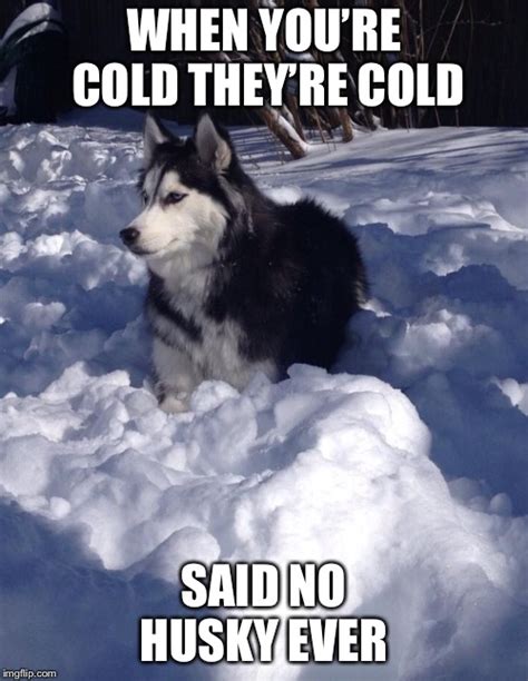 If Youre Cold Theyre Cold Husky Meme
