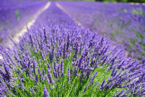 > liebe gäste, wir freuen uns, ihnen mitteilen zu können, dass wir unter einhaltung strenger hygienevorgaben unseren außenbereich. lll Lavendel im Garten - Pflanzen, Pflegen, düngen & trocknen