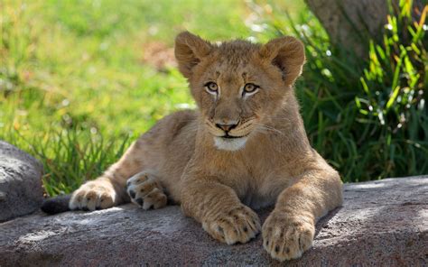 Lion Baby Animal Animal Wildlife Cute Cub Wallpaper