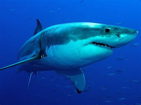 White Shark Could Be Rockaway Beach Attack Culprit Expert Says