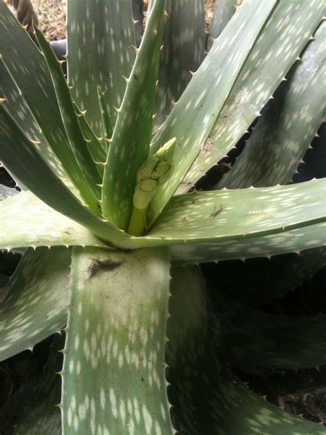 After all, you have to be aware of the likes and dislikes of there are many species in the aloe genus, but we will focus on aloe vera in particular. CajunLady: Have you ever seen an aloe plant bloom?