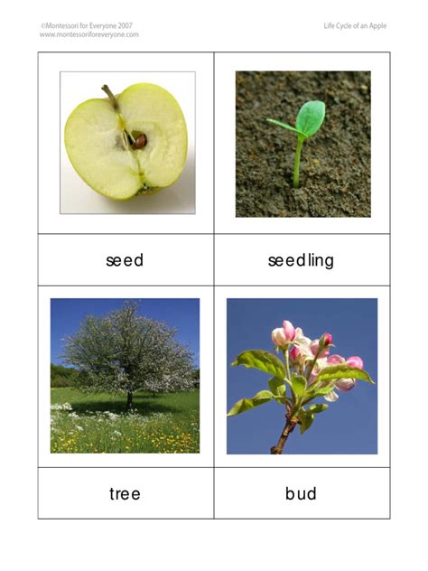This colorful poster showing the stages of growth of an apple tree from pip to fruit would be a great addition to your science center during a unit. Life Cycle of an Apple