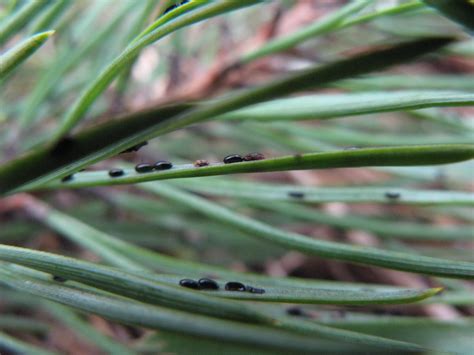 Black Insects On Pine Needles Woodland Forum At Permies