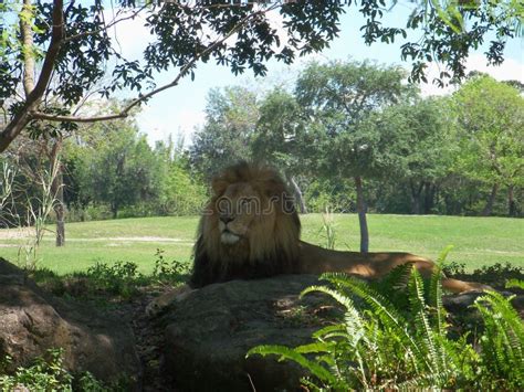 Majestic Lion Stock Photo Image Of Carnivore Safari 44434184