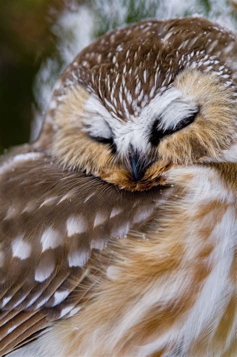 Northern Saw Whet Owl Saw Whet Owl Owl Beautiful Owl