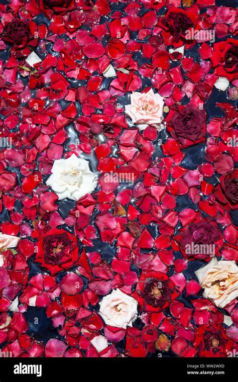 Red Rose Petals Floating On Hi Res Stock Photography And Images Alamy