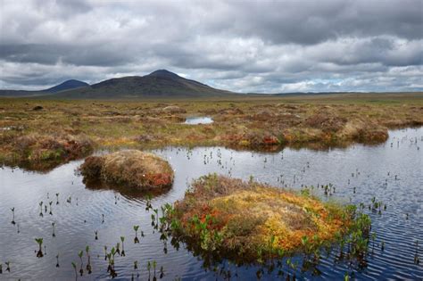 Secrets Of The Bog Mummies And The Importance Of Bogs Hubpages