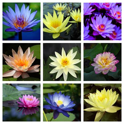 Sacred Lotus Seeds Mixed Colors Nelumbo Nucifera Graines