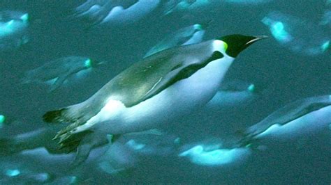 Deep Sea Diving For Food Natural World Penguins Of The Antarctic