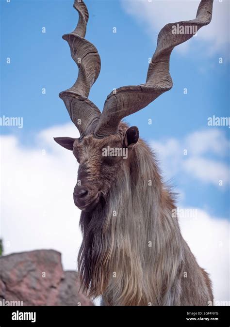 Beautiful Mountain Goat With Helical Long Horns On The Background Of