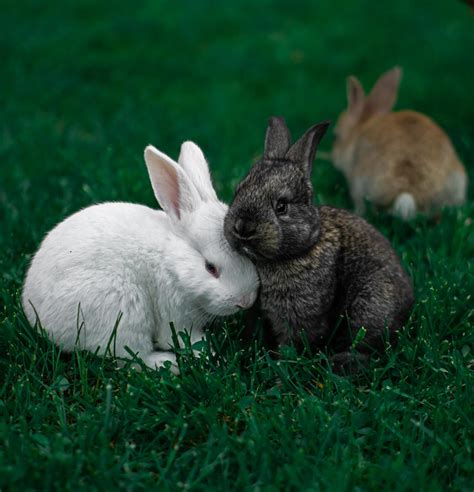 Causes Of Skin Problems In Rabbits Firstvet