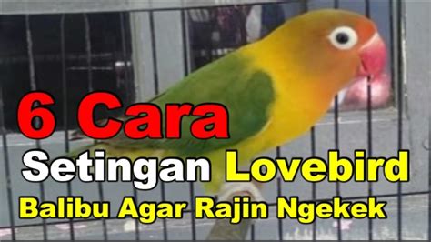 6 Cara Setingan Lovebird Balibu Agar Rajin Ngekek YouTube