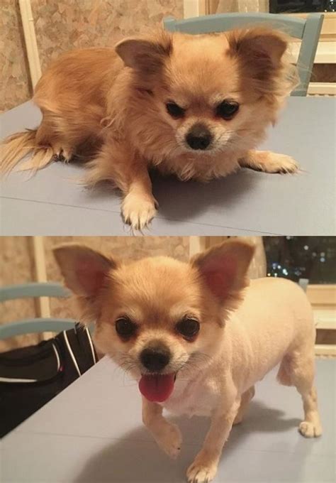So when its hair reaches its full potential, it will stop growing. 10 Best Long-Haired Chihuahua Haircuts | Long haired ...