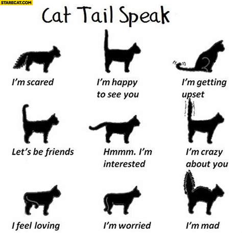 Cat Tail Speak Explained What It Means Infographic