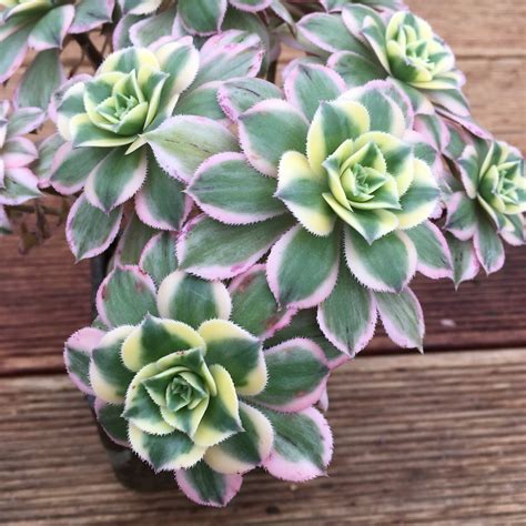 Aeonium Sunburst Succulents Australia Sales