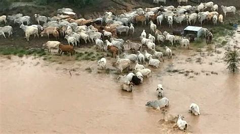 Thousands Of Cattle Feared Dead After Drought Stricken Australia Is Hit