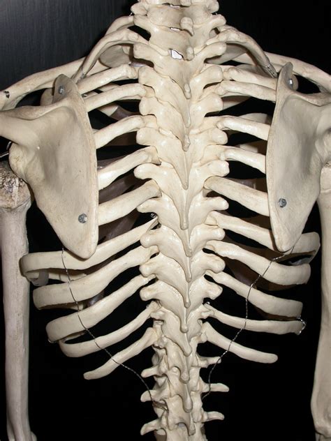 How Many Bones Make Up The Back Bone Skeletonskullribsbackbone And