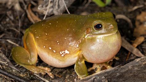 Chytrid Fungus The Latest On This Deadly Amphibian Disease