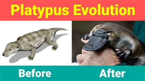 Platypus Evolution Youtube