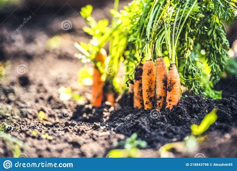 Close Up Carrots Growing In Soil Stock Photo Image Of Vitamin