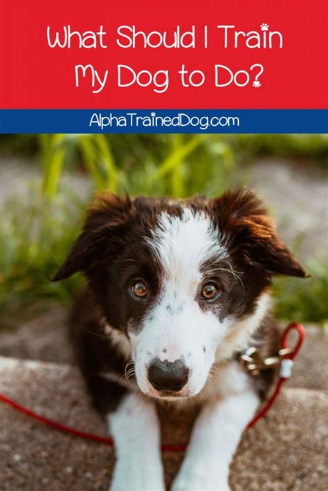 We did not find results for: What Should I Train My Dog to Do? - Alpha Trained Dog ...