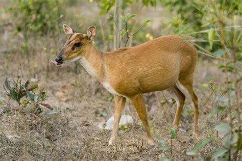 Why Texas Tiktok Star Biscuit The Alien Deer Has 4 Extra Noses