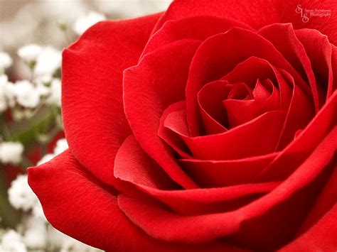 25 Lovely And Beautiful Red Rose Pictures For Valentines