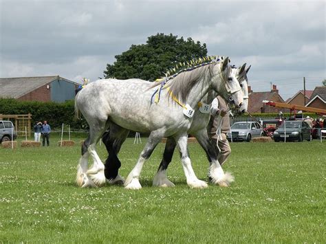 Grey Plaiteddapple Shire Horses Are The Most Intriguing To Me Truly