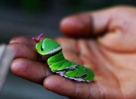 Amazing Caterpillars : Weird, Beautiful, Colorful Caterpillars | Most