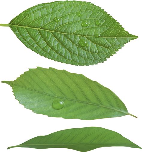 Real Leaf Png Png Image Collection