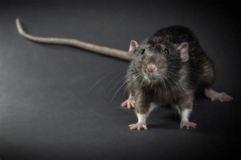 Mouse Tail Vs Rat Tail 7 Key Differences Mercury Pets