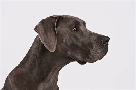 Profile Head Shot Of Alert Great Dane Dog With Natural Ears Barbara O