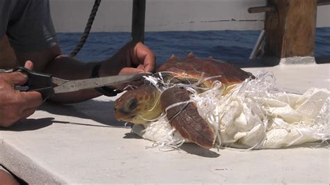 Saving Sea Turtles From Marine Debris Youtube
