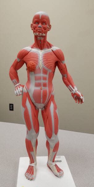 Muscles Anatomical Models Laupus Library Research Guides At East