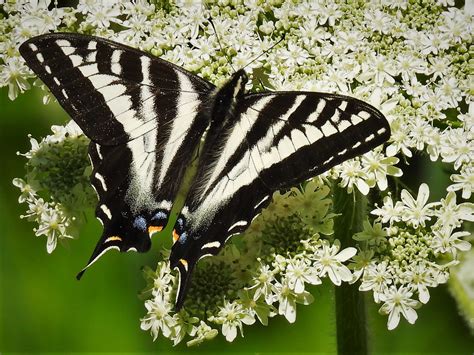 Pale Swallowtail A Pale Swallowtail Papilio Eurymedon On Flickr
