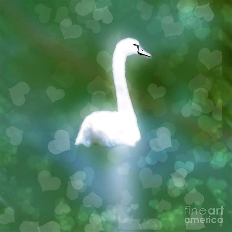 White Swan Swimming 2 Photograph By Humorous Quotes Fine Art America
