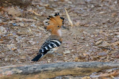 Madagascar Hoopoe Upupa Marginata Kirindy Private Reserv Flickr