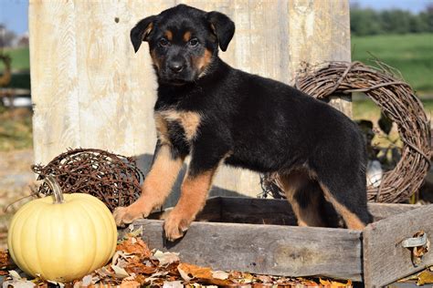 German Shepherd Rottweiler Mix Puppy For Sale Millersburg Ohio Female