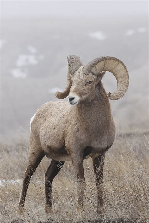 Ram Big Horn Sheep In South Dakota Badlands Thru Our Eyes Photography