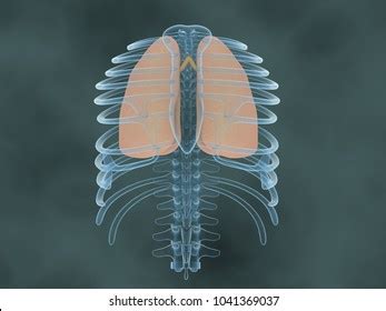 The ribs are a set of twelve paired bones which form the protective 'cage' of the thorax. Human Ribs Images, Stock Photos & Vectors | Shutterstock