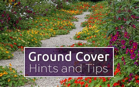 Best Ground Cover Plants And How To Use Them David Domoney