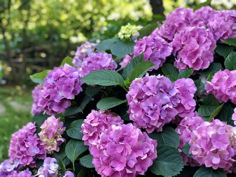 Plan your planting scheme - The Big Plant Nursery