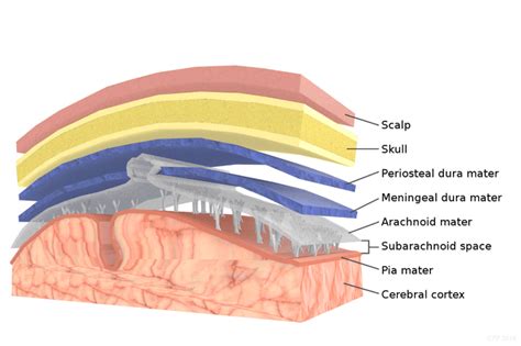 Meninges Function And Layers And Health Problems